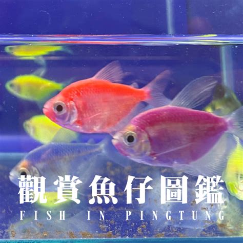 金磚魚好養嗎|【磚魚好養嗎】新手小資族的寵兒：磚魚這麼好養，飼。